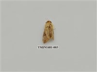 藏品(夜蛾科)的圖片